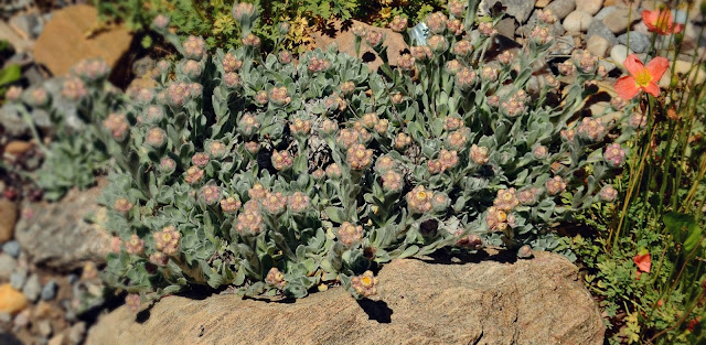 Helichrysum, everlasting, milfordiae hybrid, urbanehillbilly