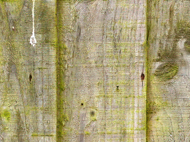 Wood green moss texture