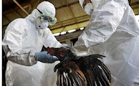 Cara mencegah flu burung, virus avian influenza, Virus H5N1