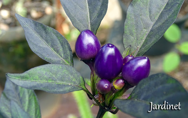 Pimenta Pérola