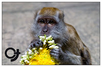 Monkey at Batu Caves in Malaysia by Claudio Todaro