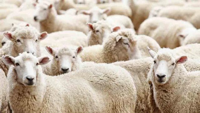 Two arrested for killing lambs in north Cyprus