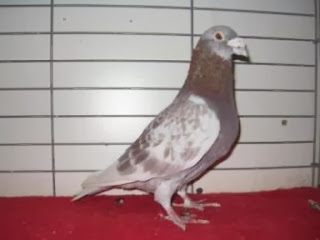 cara-melatih-merpati-pos-racing-pigeon