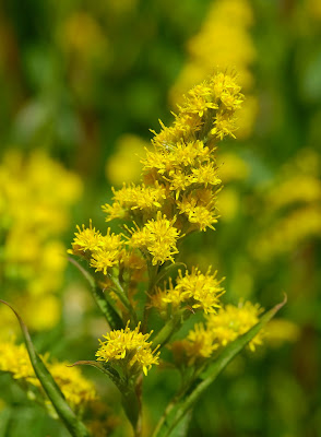 Canadian Goldenrod Solidago canadensis