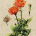 Portakal Nergisi (Calendula) Yetiştiriciliği