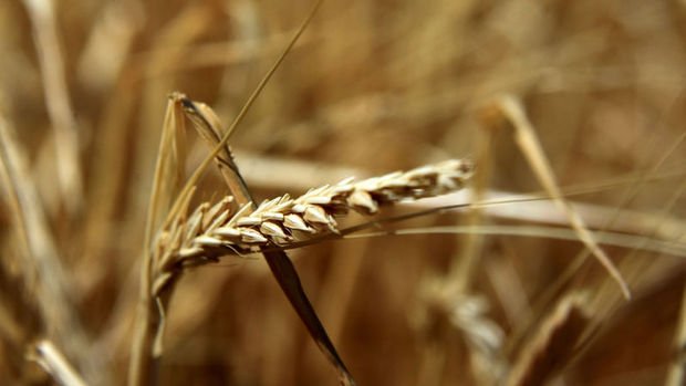 TMO, Buğday Satış Fiyatına %22 Zam Yaptı