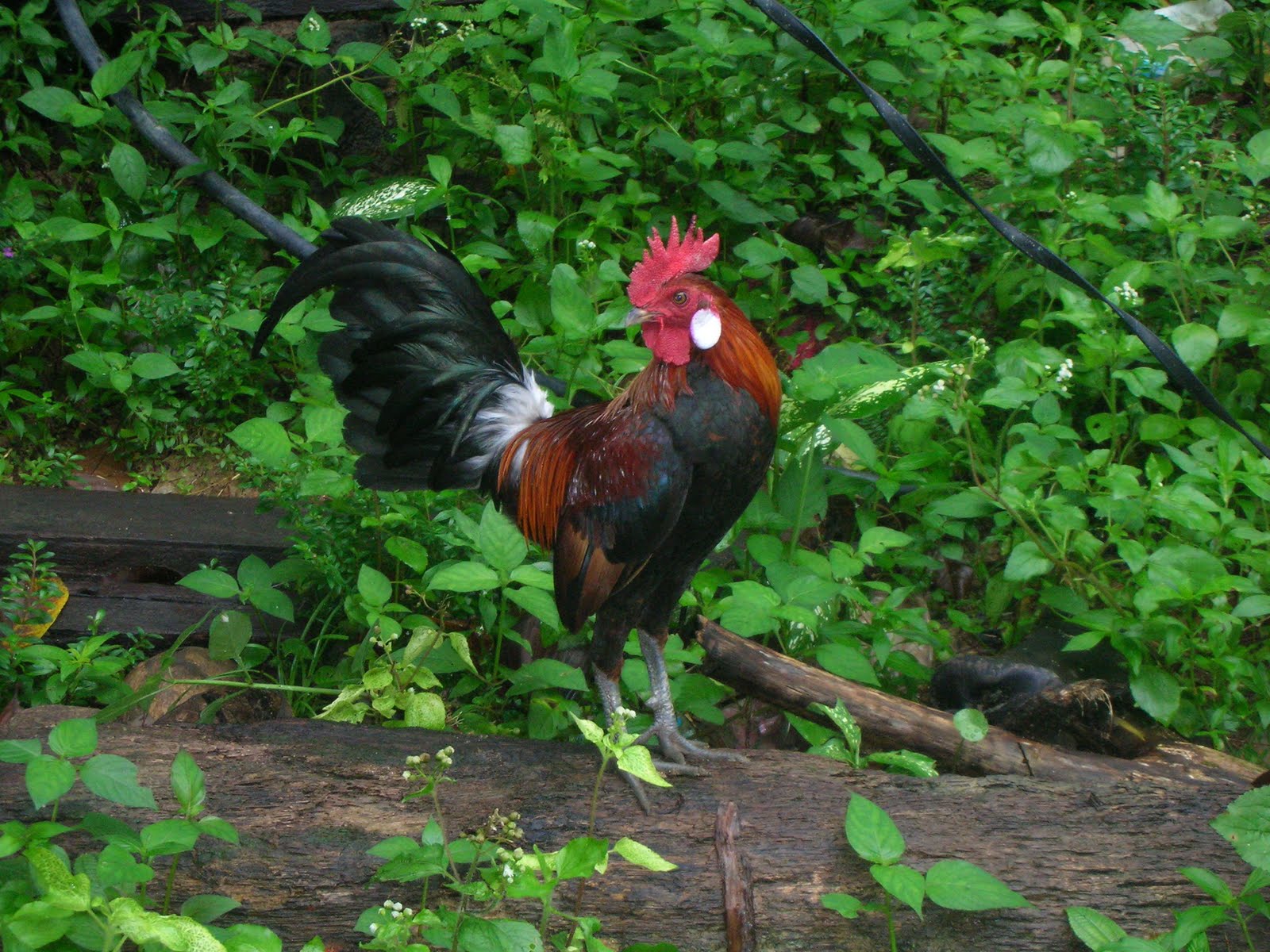 DENAK AYAM HUTAN