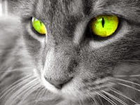 Significado De Los Ojos De Los Gatos