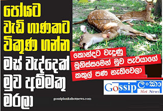 Deer shot dead  Mihintale  venison on Poya