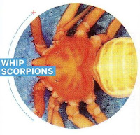 Whip Scorpions