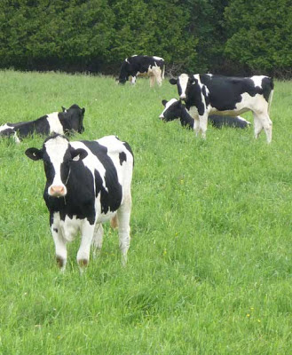 Holstein cows at the Fromagerie La Station farm