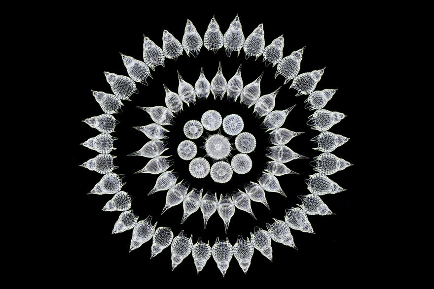2016 Nikon Macro Photo Contest Winners Show The World Like You’ve Never Seen Before - Sixteenth Place. 65 Fossil Radiolarians (Zooplankton) Carefully Arranged By Hand In Victorian Style