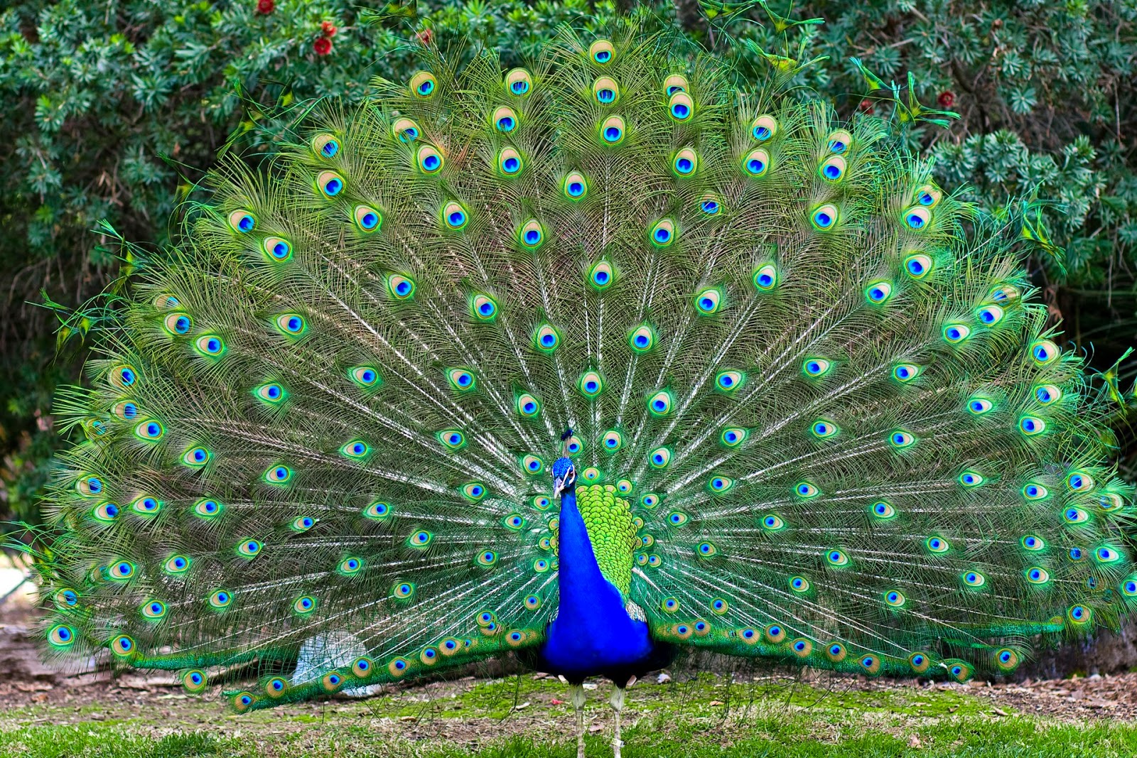 Alam Mengembang Jadi Guru Burung Merak Saat Terbang