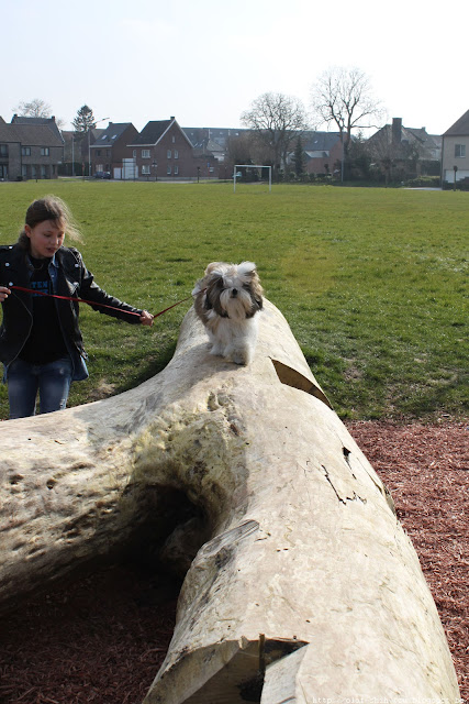 Olaf Shih Tzu