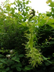 Flattened fascinated stem of Bryony (Bryonia dioca)