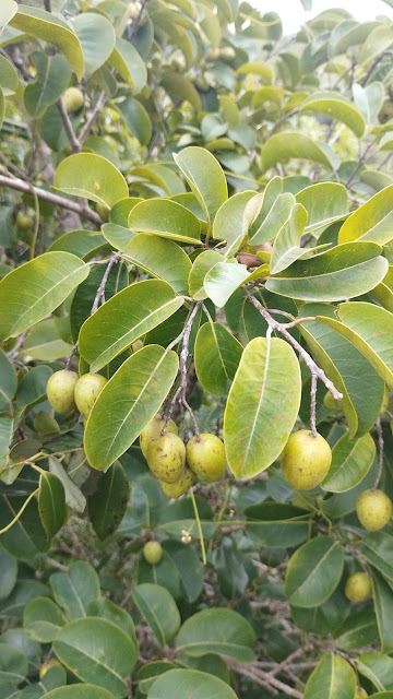 Terminalia chebula