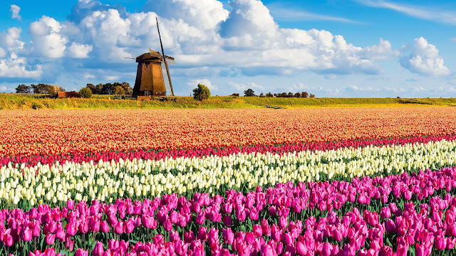 Keukenhof-Park-Holland