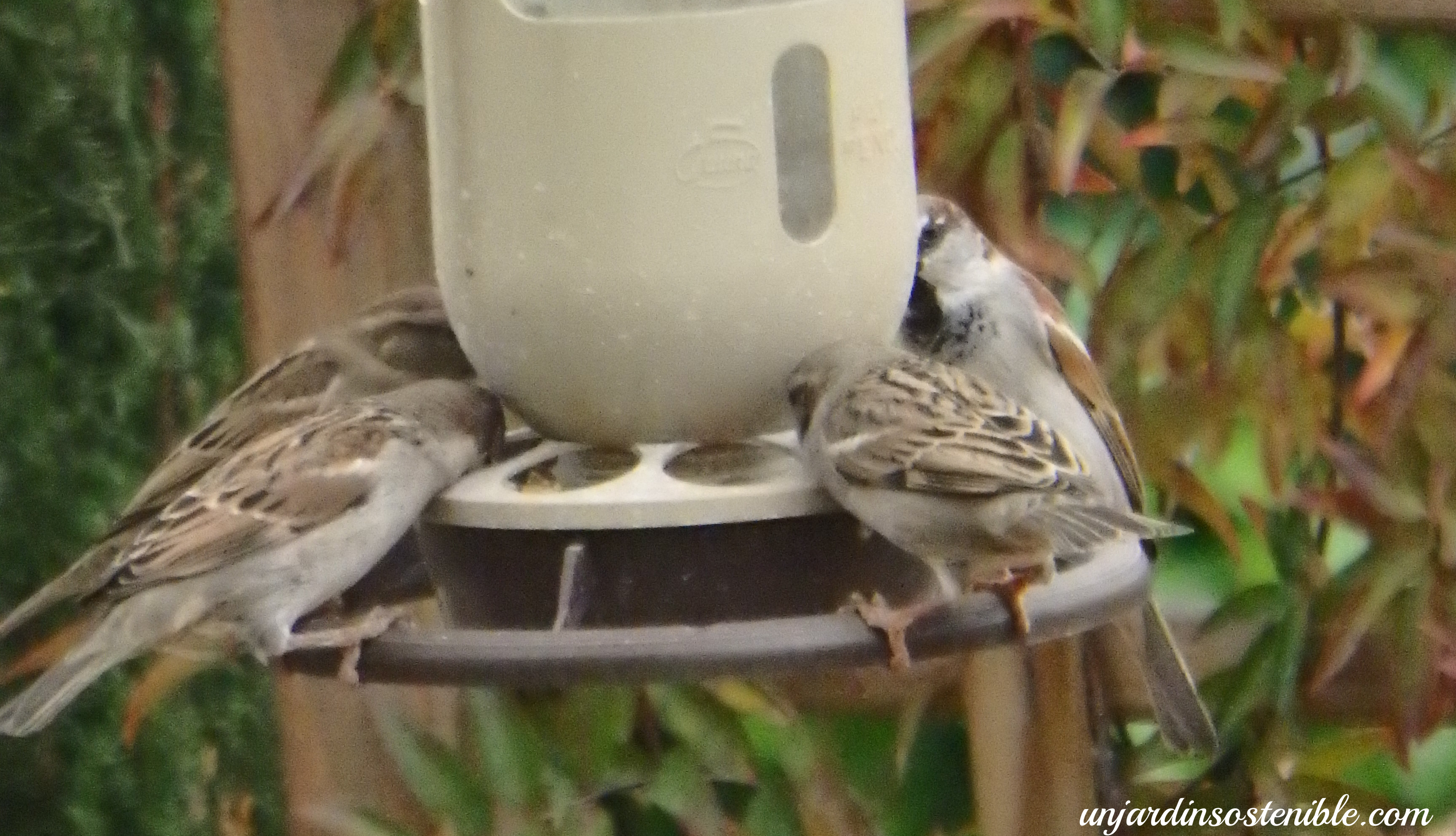 colisión Parpadeo el plastico Aves y Pájaros de mi jardín - Con la comida llegan las peleas