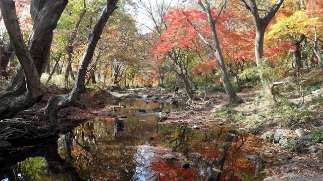 선운산 단풍