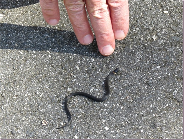 snakeIMG_5031