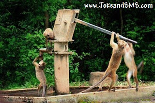 Monkey's Team Work