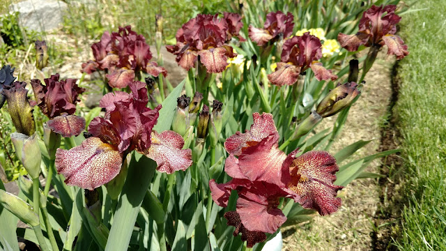 Півники. Ботанічний сад Пресбі. Монтклер. Нью-Джерсі (Presby Memorial Iris Gardens, Montclair, NJ)