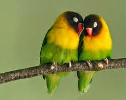 black collared lovebird