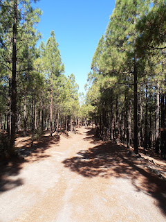 camino entre los pinos