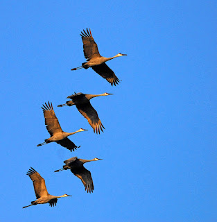 fall geese in flight