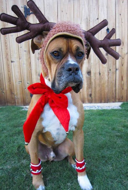 Divertidas fotos de animais de estimação que não entraram no clima do Natal