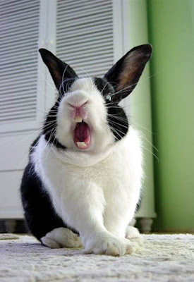 Funny Rabbits | New and Fresh Photos-Images | Funny And Cute Animals