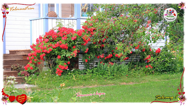 Sommerbilder fra Solvang kolonihager, avdeling 1 på Sogn i Bydel Nordre Aker i Oslo.