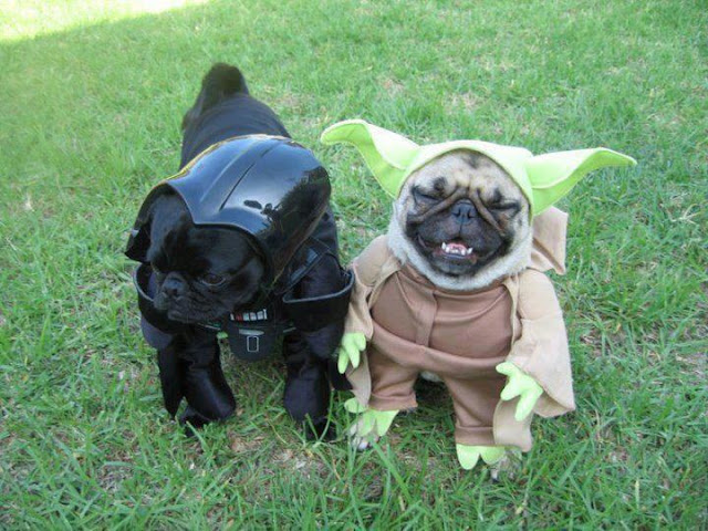 Funny and creative pet costumes, dog costumes, dressed up dog