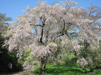 flowering tree, Tokyo