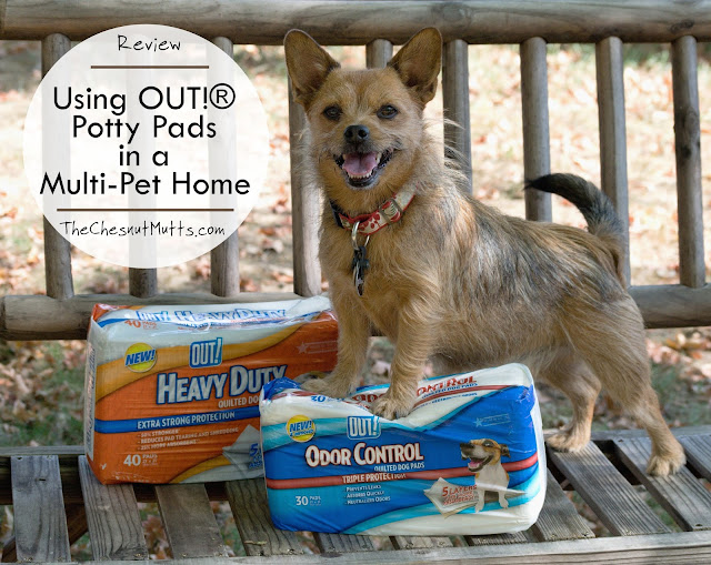 Review: Using OUT!® Potty Pads in a Multi-Pet Home