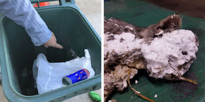 Gatito cubierto de espuma es encontrado en la basura y rescatado