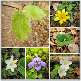 Signs of spring - shhots and flowers at National Trust Waggoners Wells