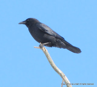 American Crow