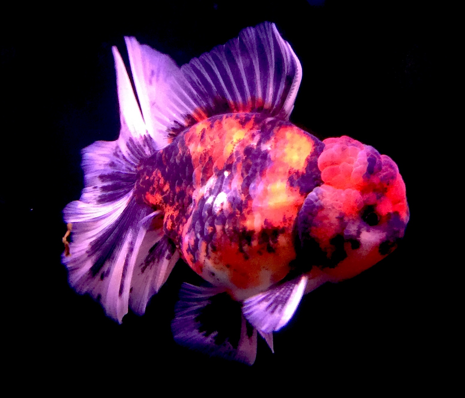 金魚快訊部落格goldfish Messages Blog 金魚出現異常行為的原因 Reasons For Abnormal Behavior Of Goldfish