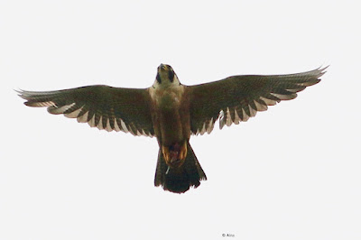"Peregrine Falcon (Shaheen), in flight."