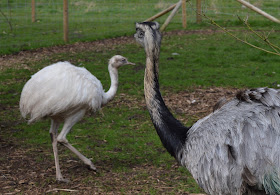 Tattershall Farm Park - A review - rhea