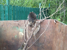 Saving some raccoons from a dump, saving raccoons