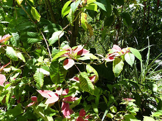 Euphorbia pulcherrima - Poinsettia - Etoile de Noël