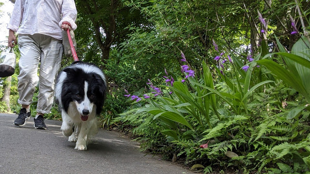 保護犬 ボーダーコリー トーマ 小谷流の里ドギーズアイランド