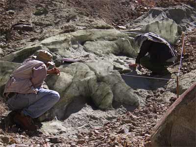 Ditemukan fosil  makhluk purba  terbesar Dezzaitha
