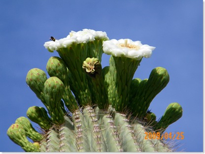 the bee doesn't waste any time. it's not even 8:00 AM yet