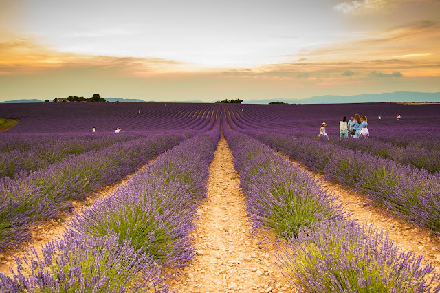 Valensole-Campo di lavanda al tramonto