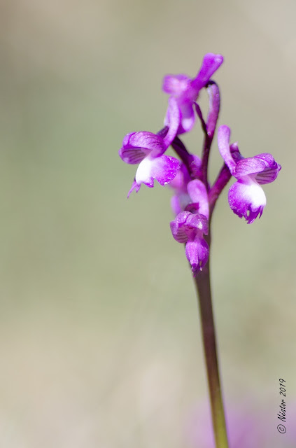 Orquídea