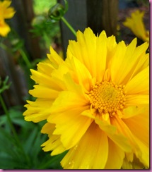 tickseed upclose