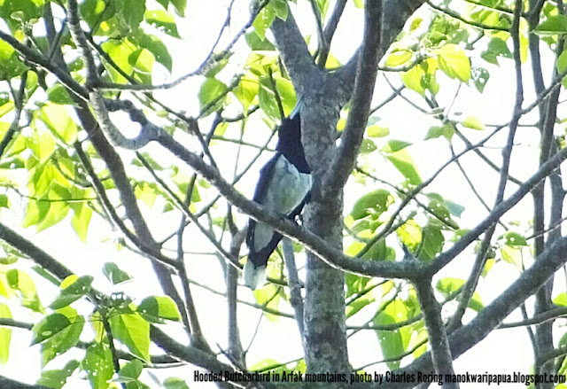 Hooded Butcherbird was singing in a tree in Susnguakti forest of Manokwari